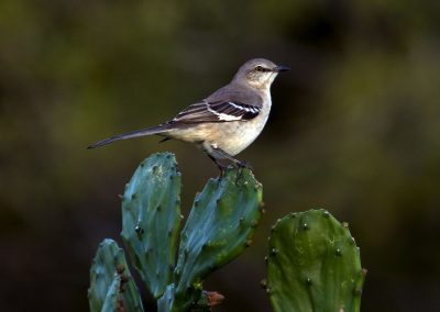 The Texas State Bird: Mockingbird