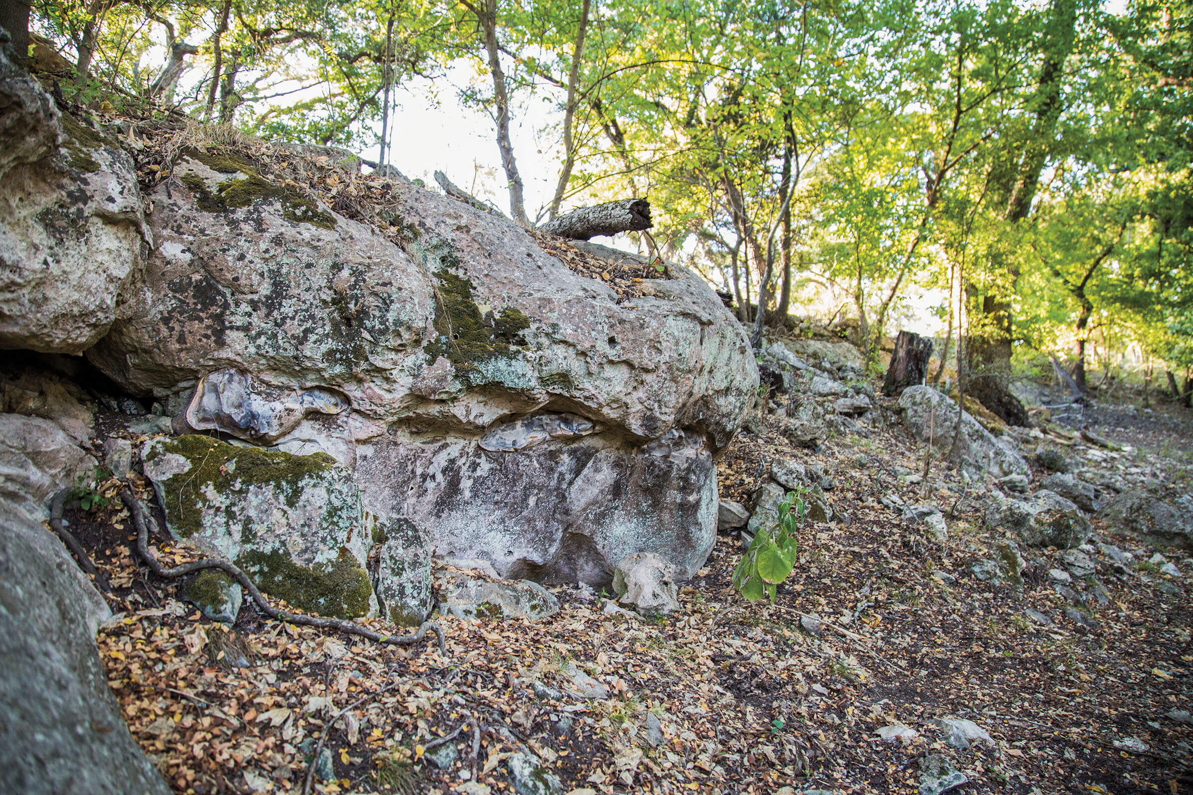 A gray rock outcropping beneath a forest of green trees