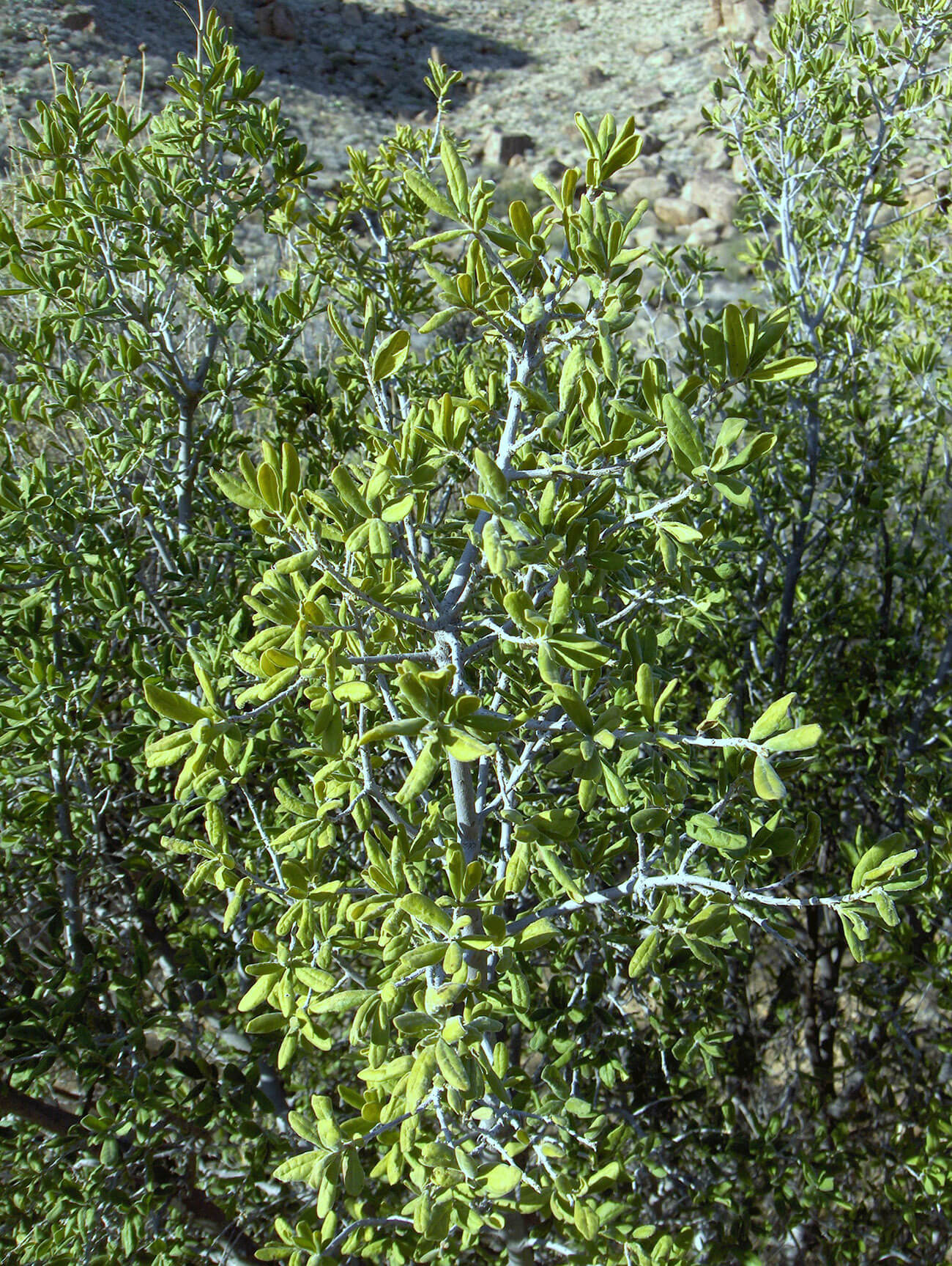 A bright green tree with many leaves and small fruits