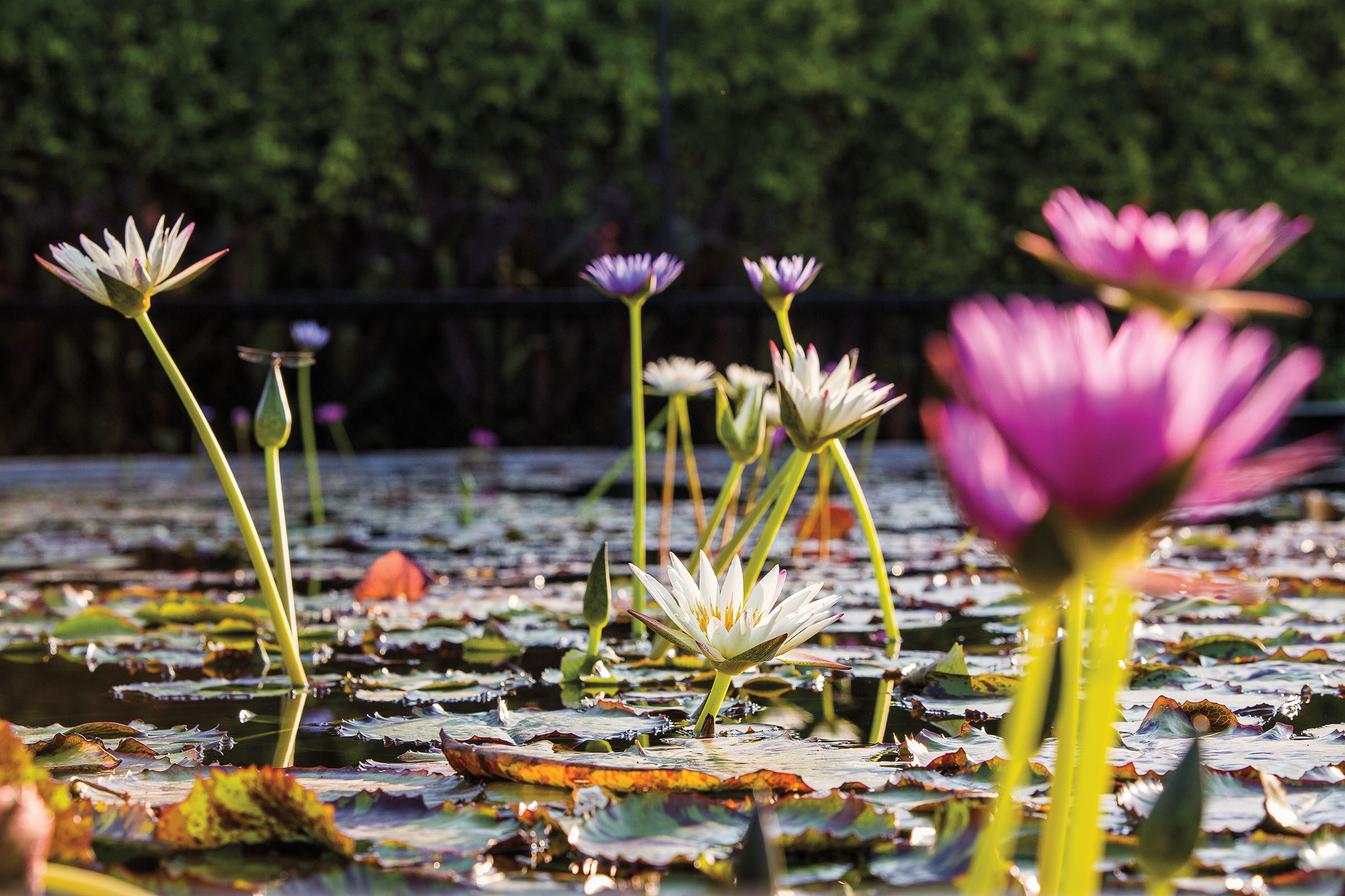 Pink and white flowers grow from green water lilies on a pond