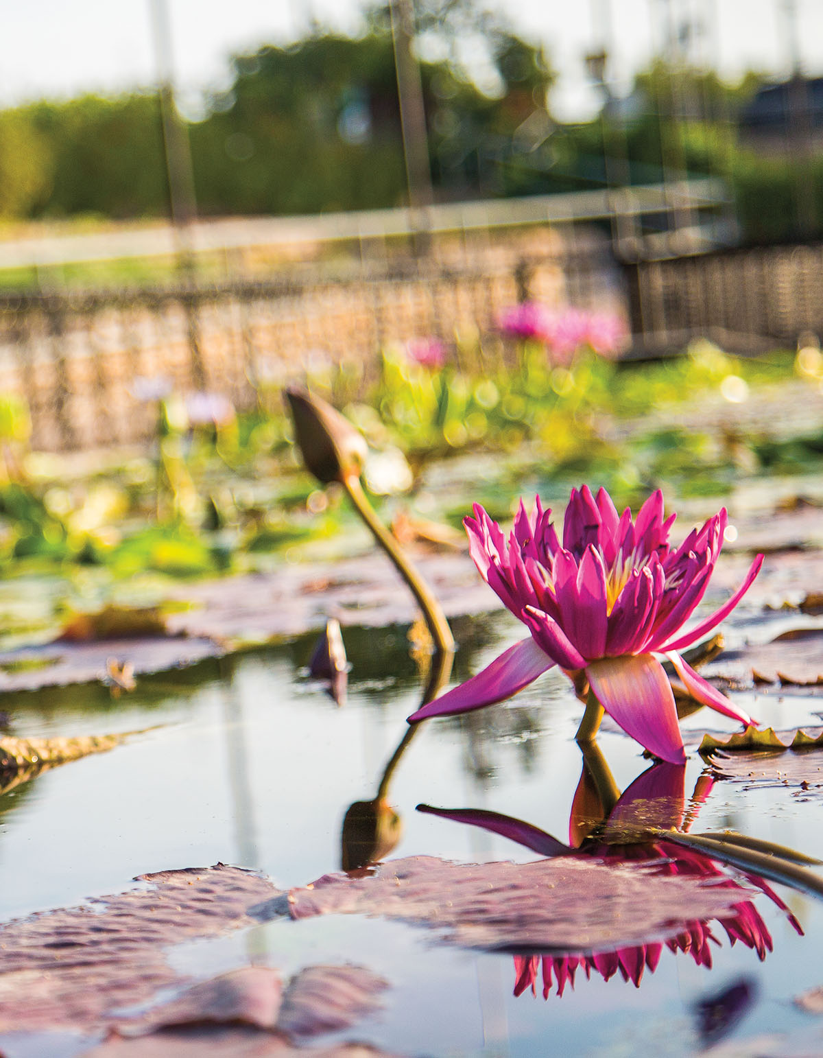 A pink flower rests on a water lilly in a serene setting