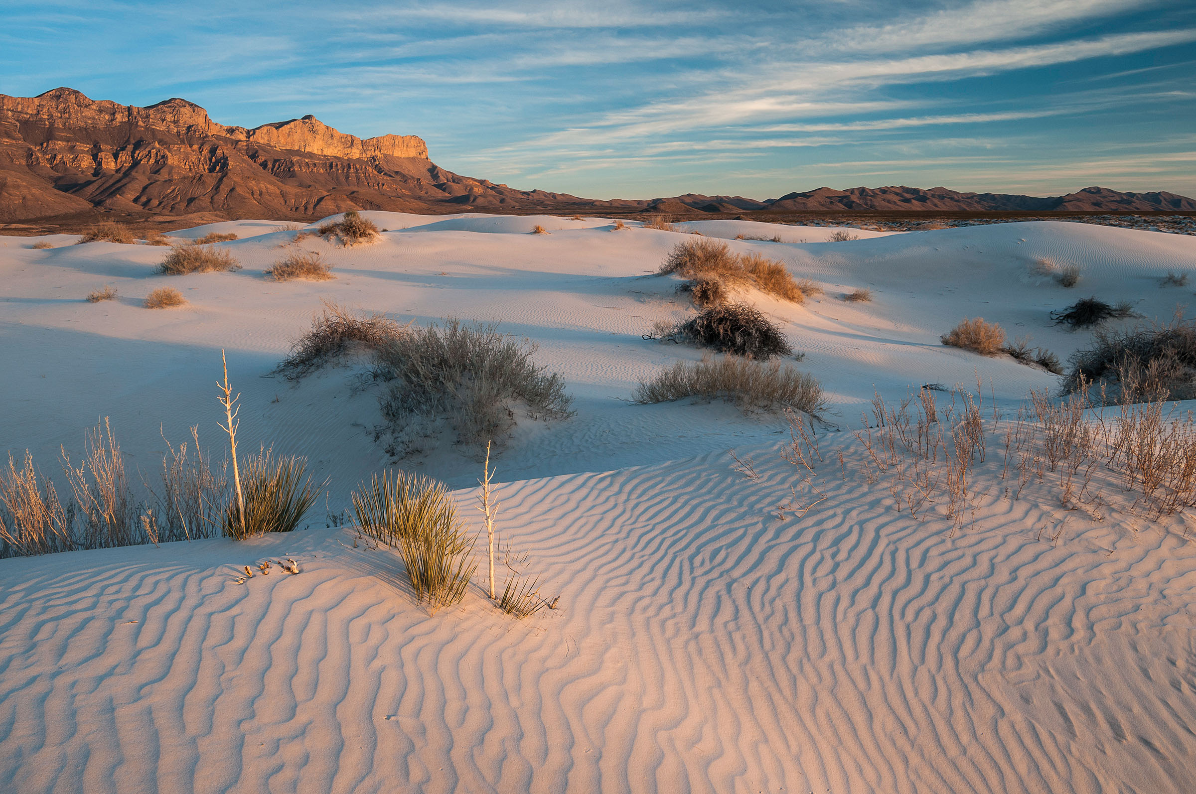 Grasses grow from sand dunes in Guadalupe Mountains