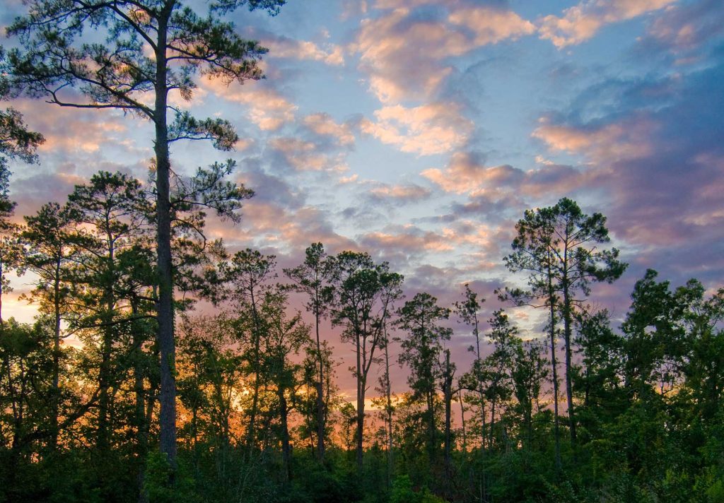 Tall green pine trees grow from a dense green floor, with brightly colored clouds above in sunset