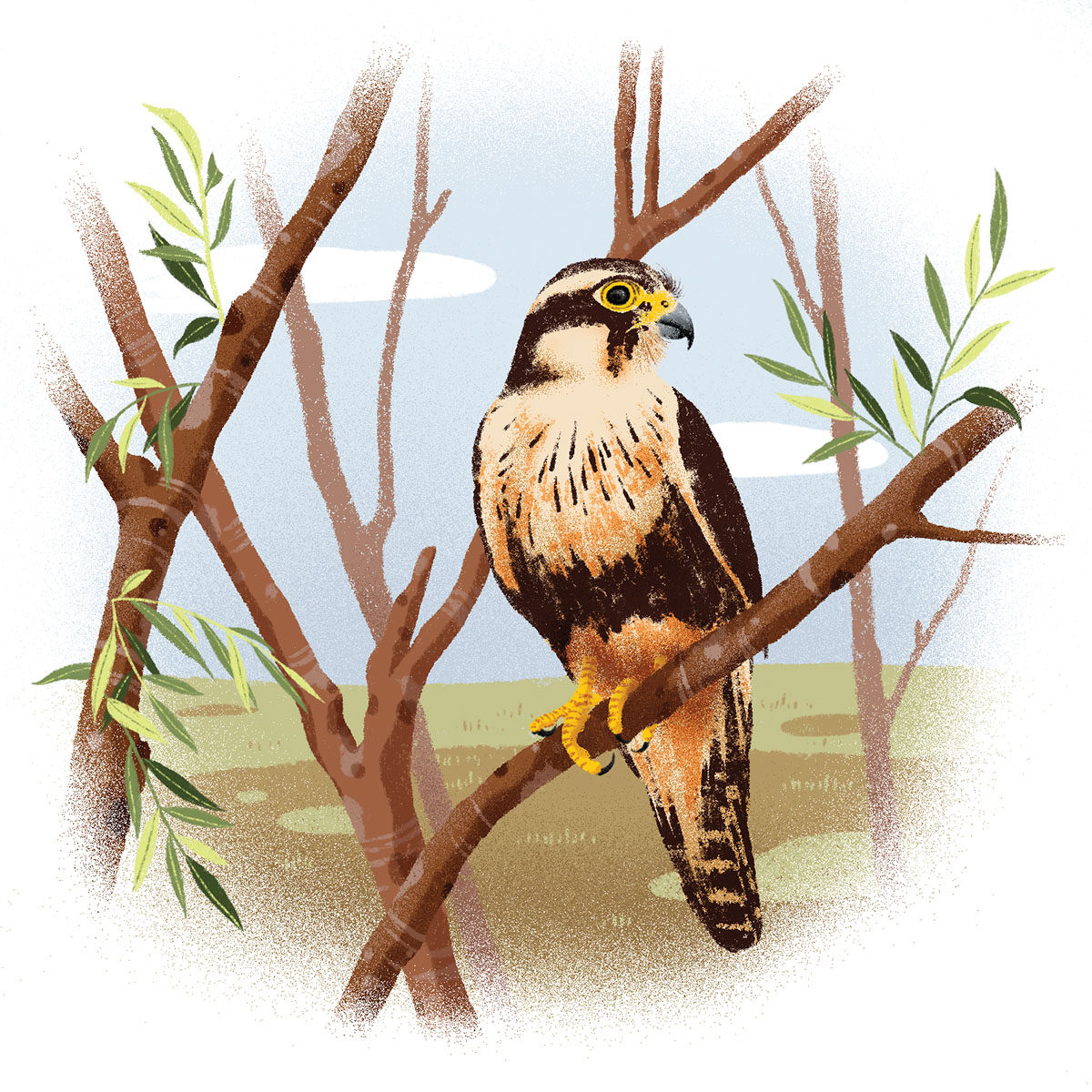 An illustration of a bird with dark brown wings, a white tuft, and small head with a beak sitting on a wooden branch