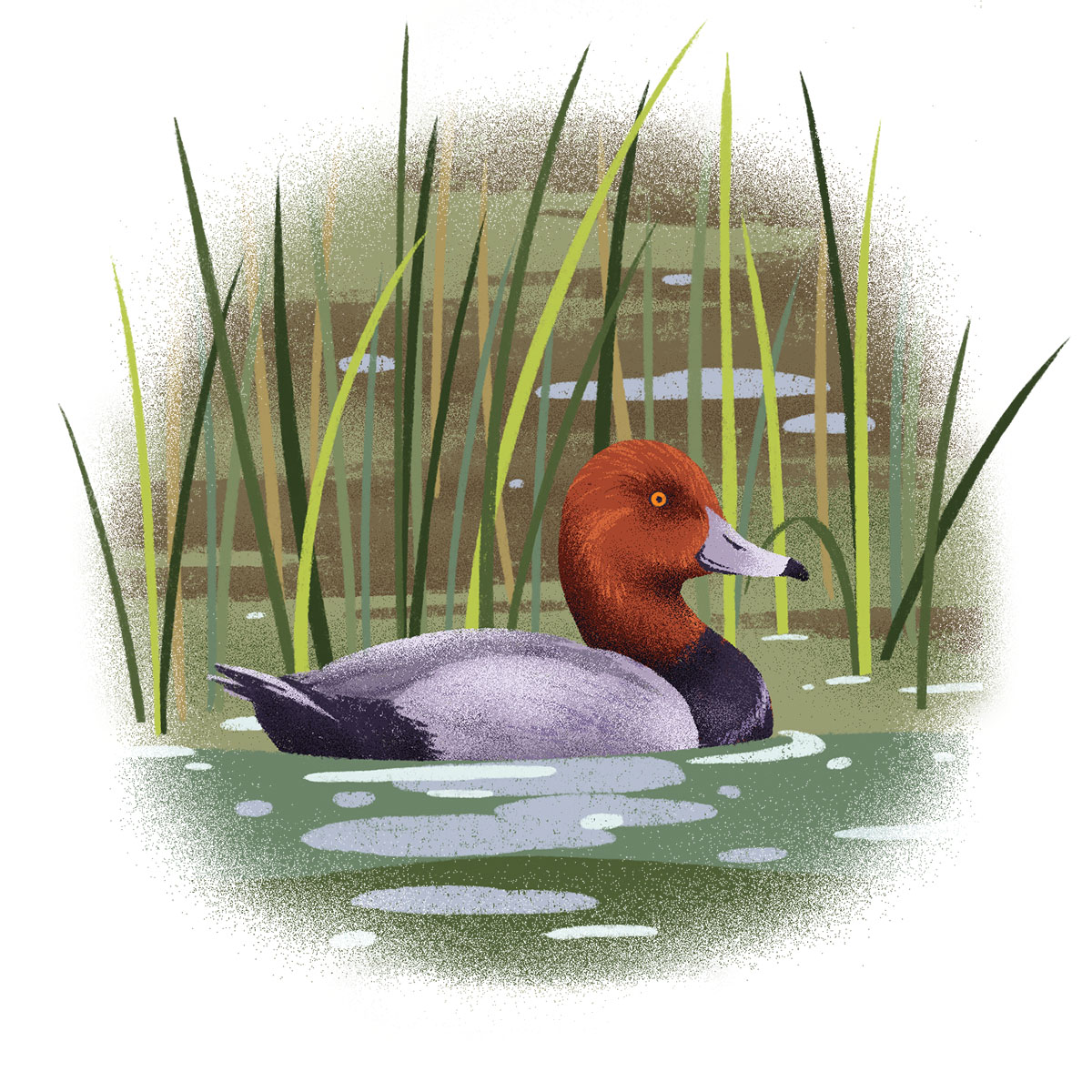 An illustration of a swimming duck with a bright red head moving through tall grassy reeds