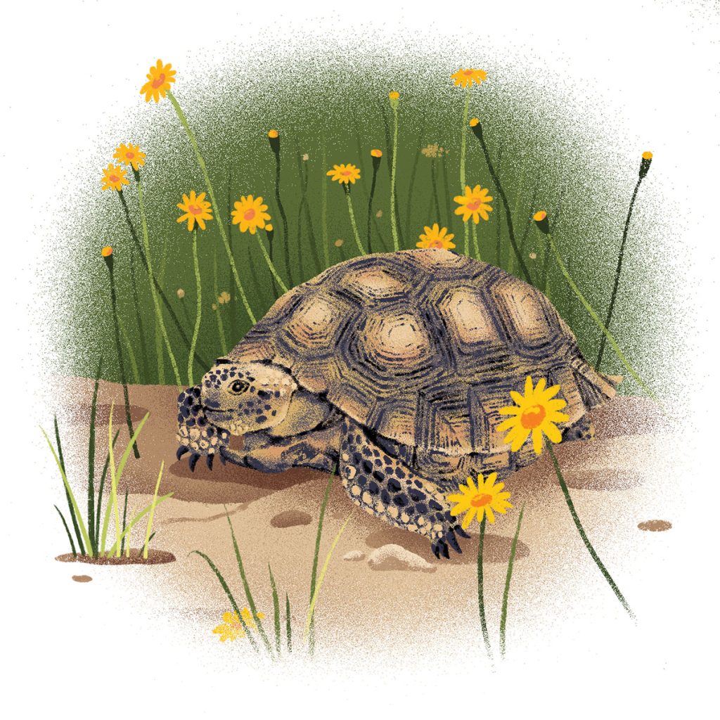 An illustration of a large tortoise walking through green grasses and flowers
