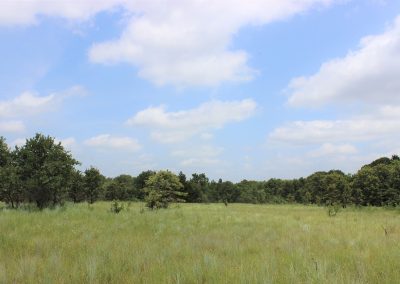 Decatur’s LBJ Grasslands Are a Paradise for Nature Lovers