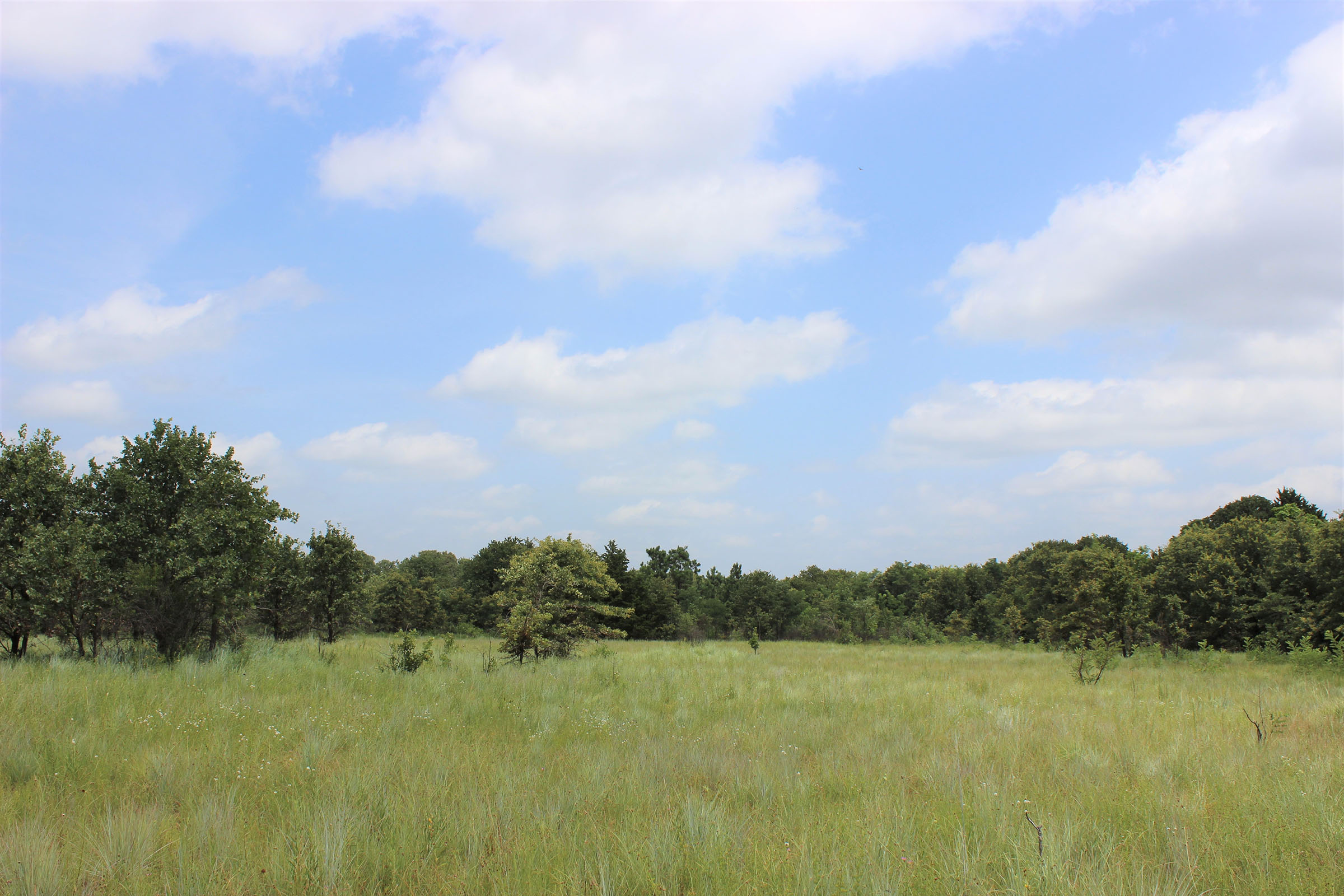 A almost-panoramic shot features a grassland field in the foreground with a line of woods in the distance and the blue sky with clouds above it. 
