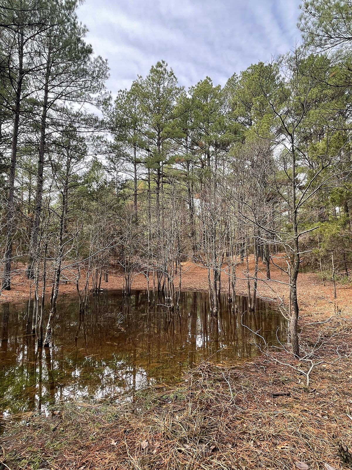 Tall skinny trees surround a small pond full with dark brown water. 