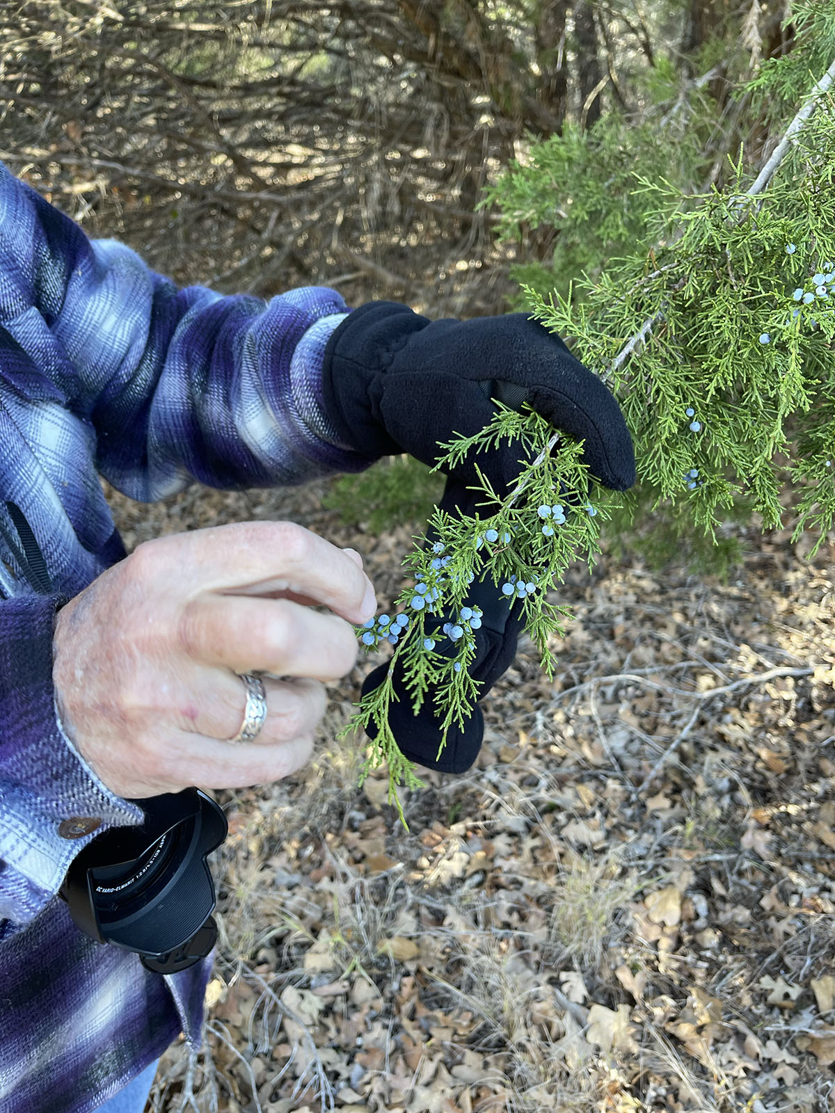 The hands of a tour guide shows her holding a small lens up to the small blue berries of a branch. 