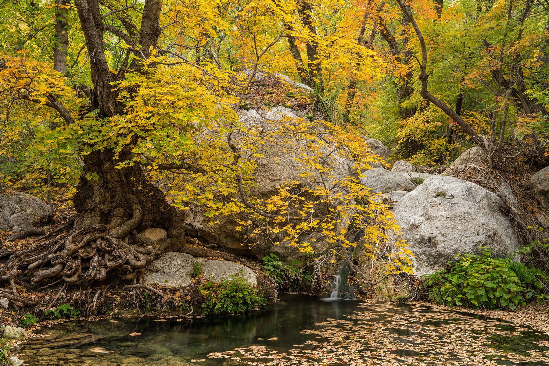 Yellow and orange leaves adorn a rock face and clear spring pool