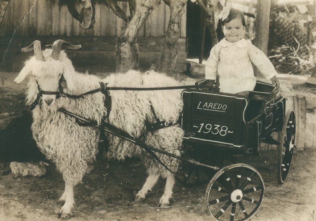 A young person sits in a small goat cart reading "Laredo" with a white goat attached with reins