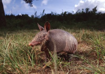 Armadillo Day is Texas’ Response to Punxsutawney Phil