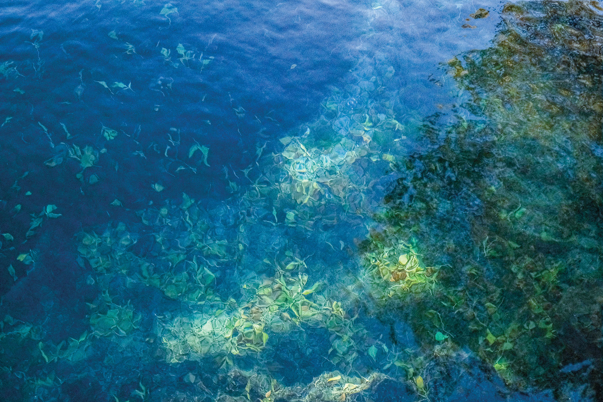 An overhead view of clear blue wataer with fish and a reef visible beneath