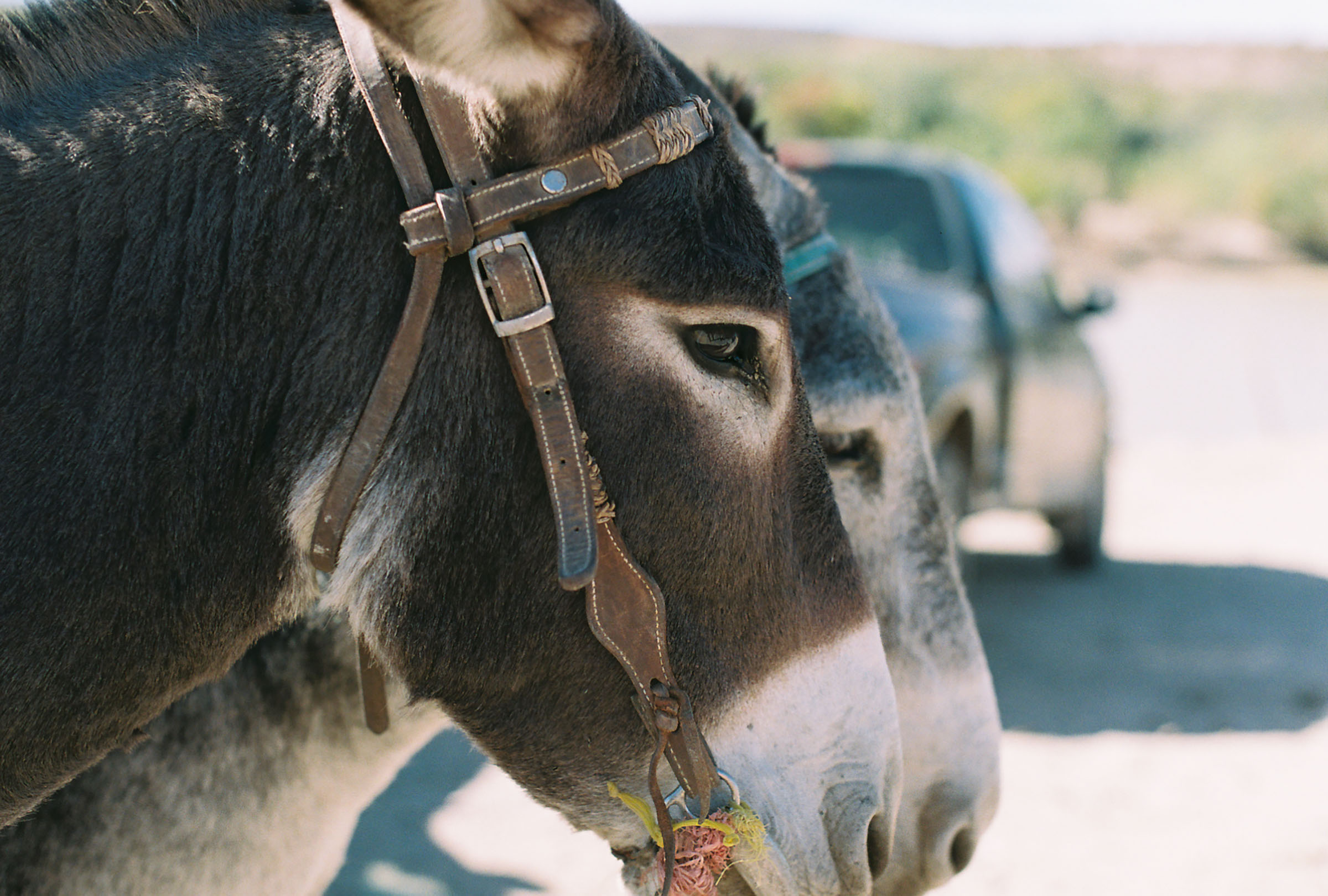 Donkeys line up across the Texas-Mexico border to take visitors to town from the Rio Grande 
