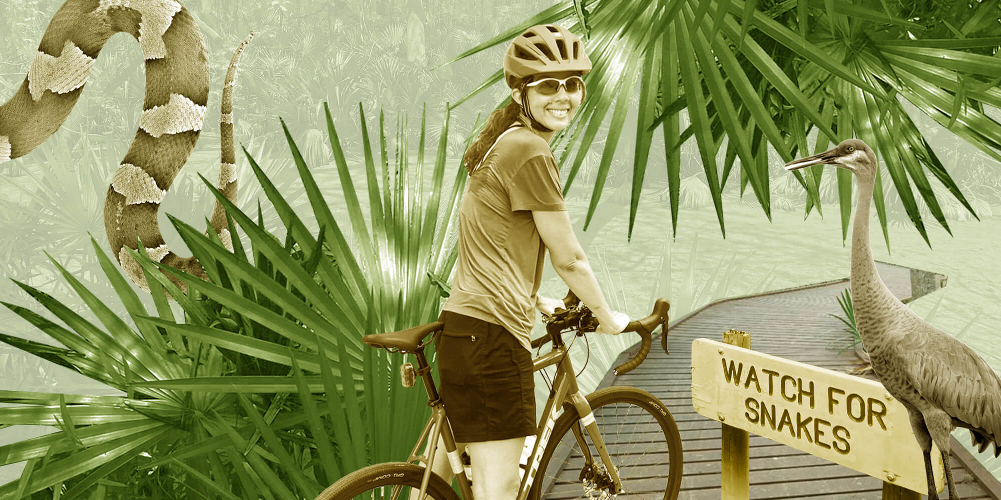 A collage of a person on a bicycle in Palmetto State Park, surrounded by palmetto plants, asnake, and a sign reading "Watch for Snakes"