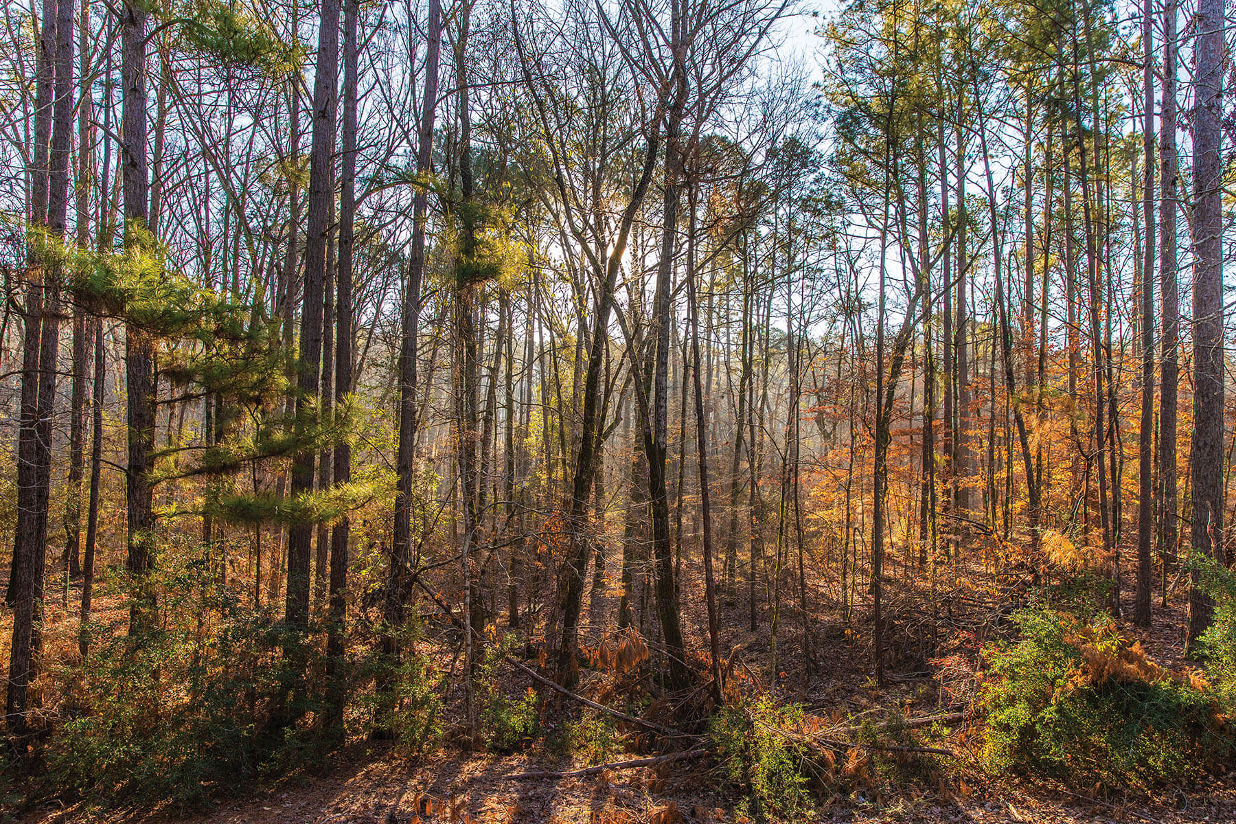 Tall trees with green tops gently filter light with an orange tone