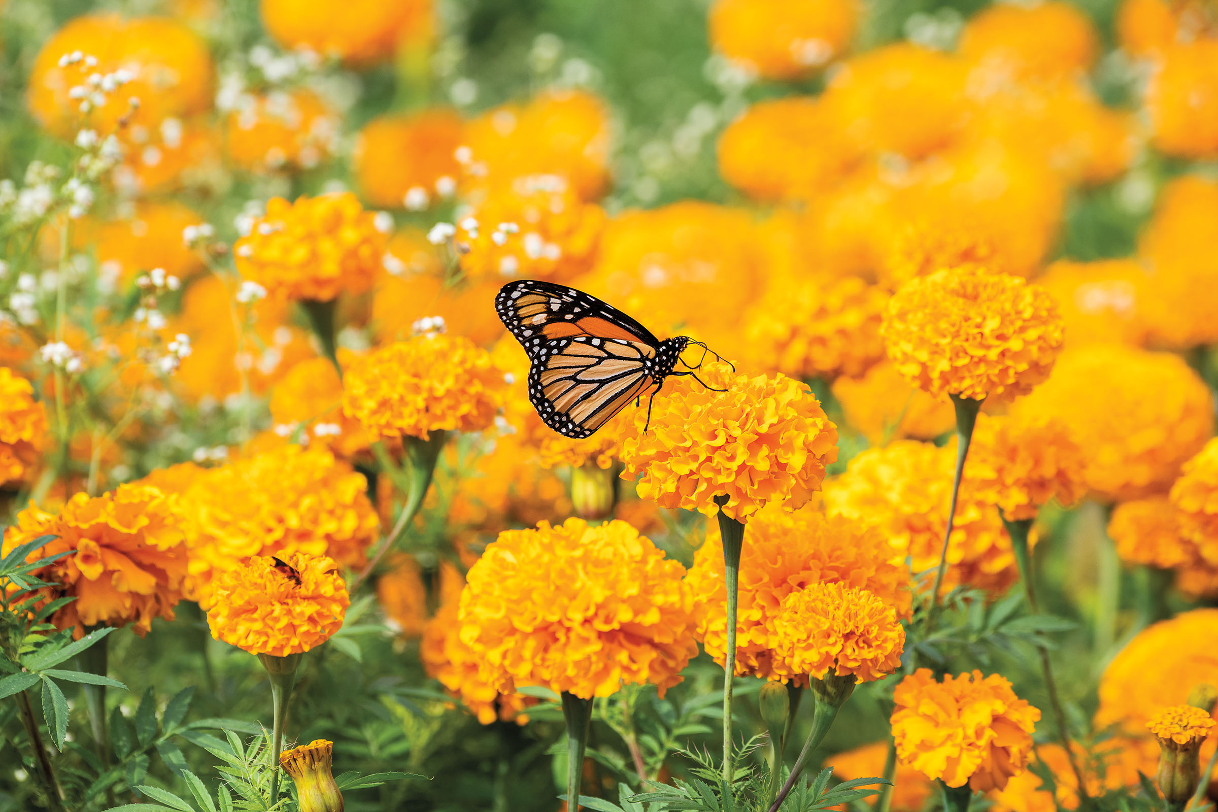 An orange butterfly sits on top of a bright orange Marigold in a field of marigolds