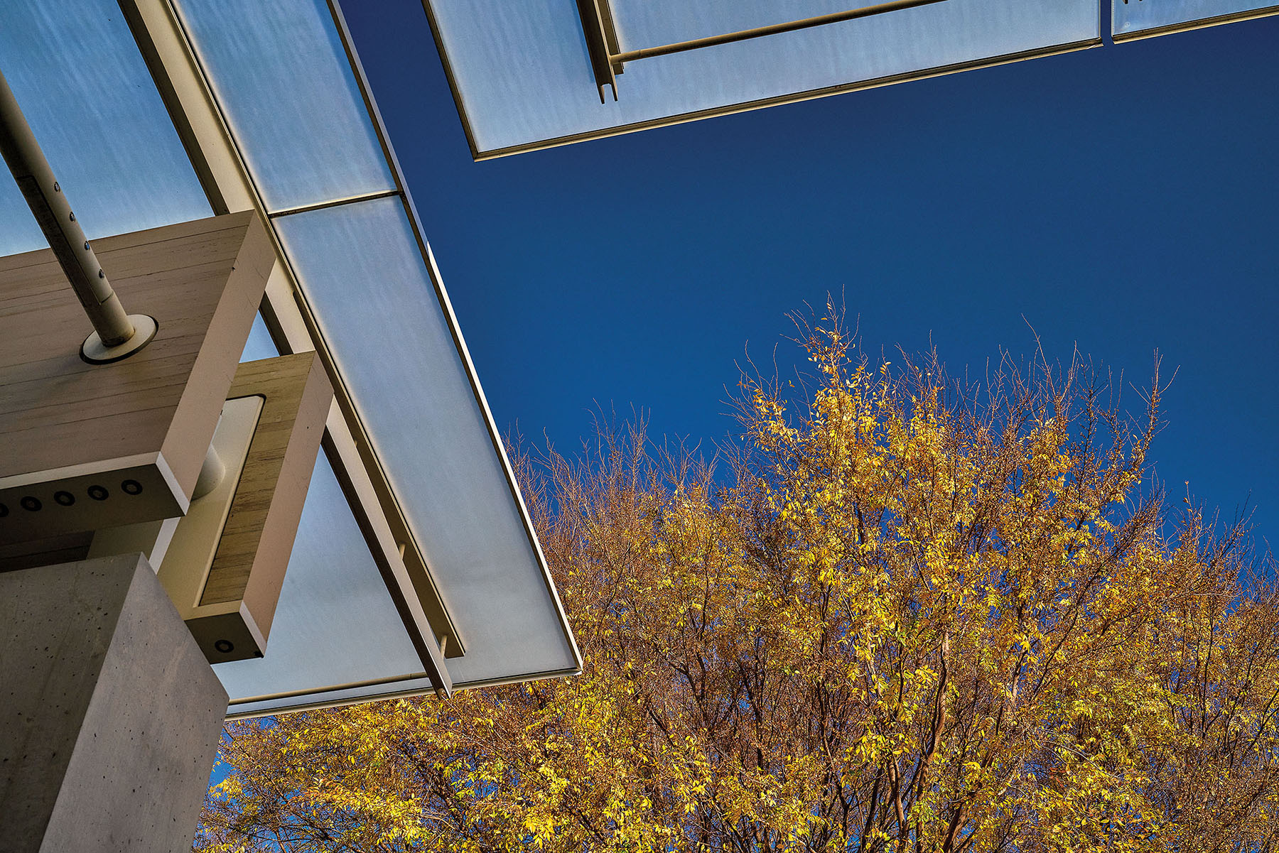 A colorful tree is visible through panes of glass and steel structure