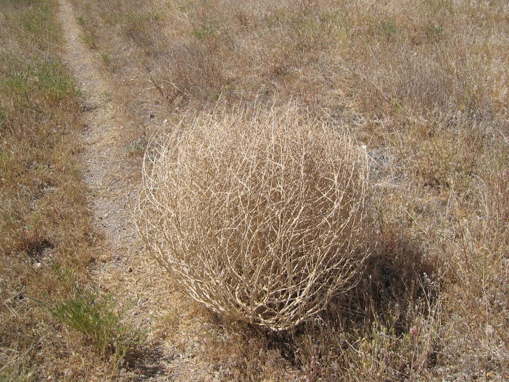 A golden tumbleweed in a dirt landscape