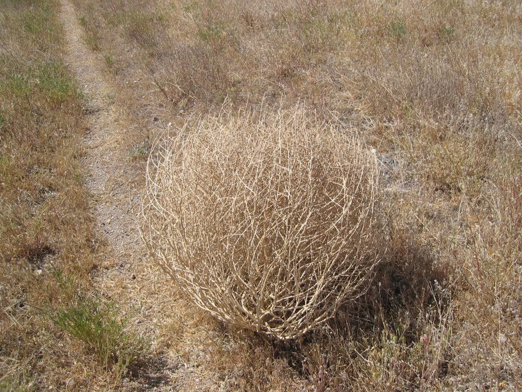 What Makes Tumbleweeds Tumble?