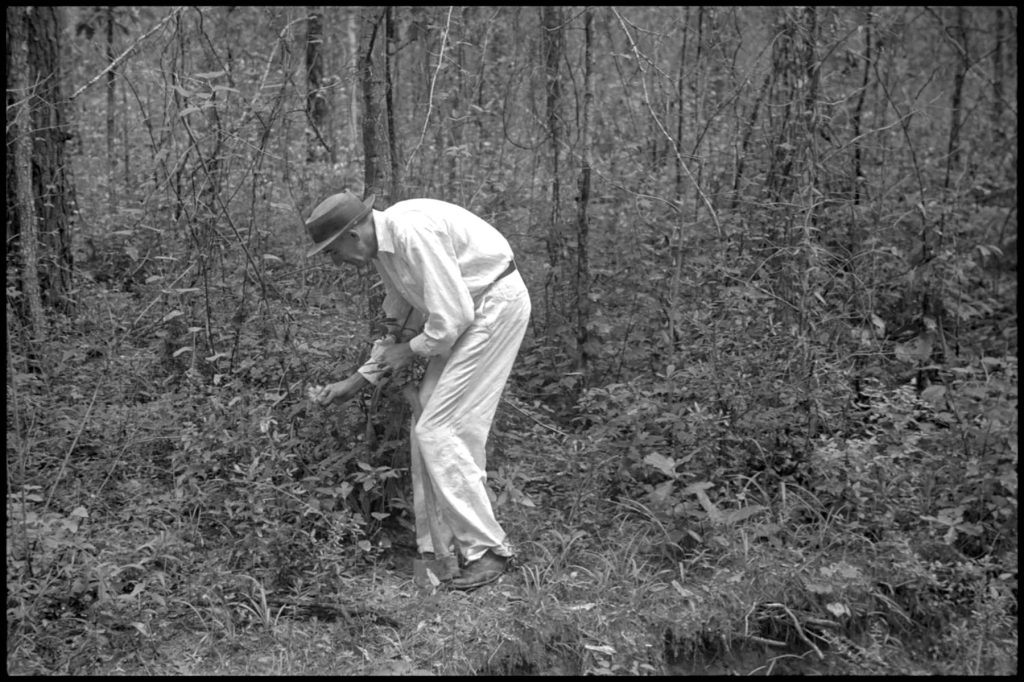 A man with a hat and white linen outfit inspects a plant in a black and white image.