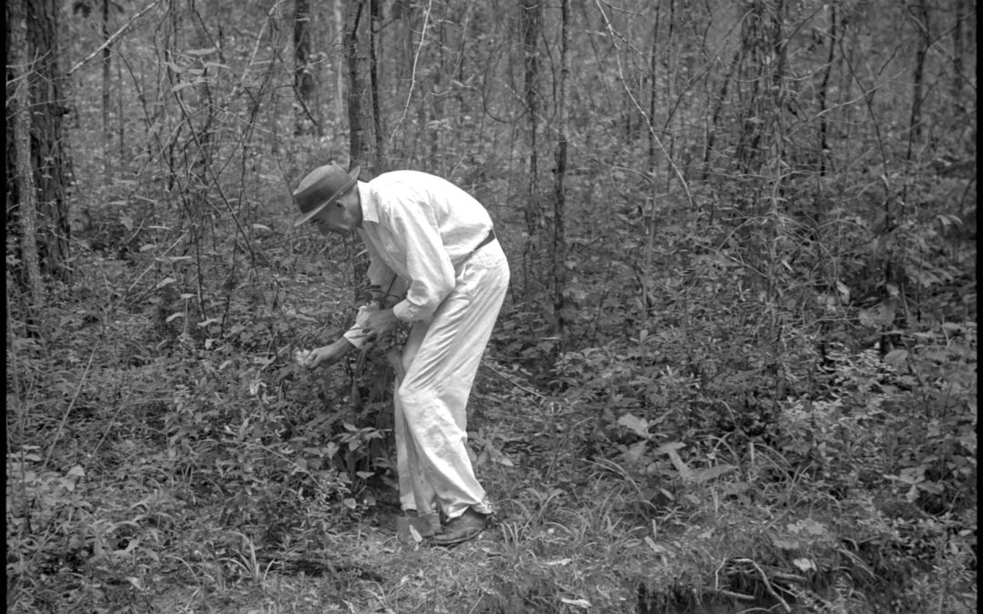 A Local Boy’s Pioneering Efforts To Protect the Big Thicket in East Texas