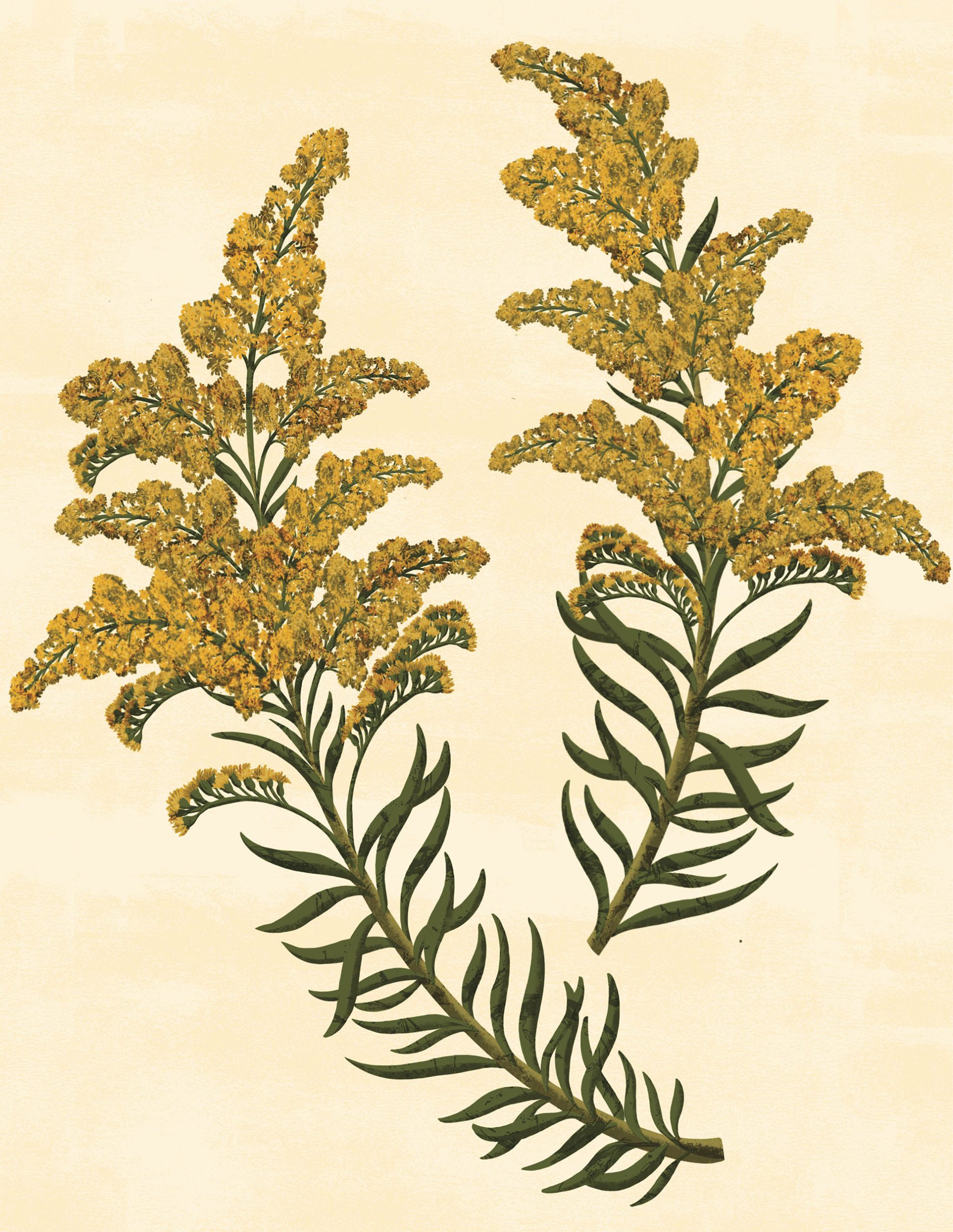 An illustration of yellow goldenrod with green stems