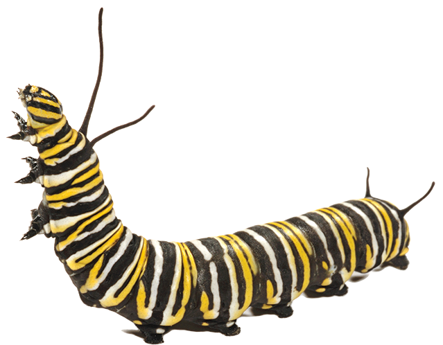 A caterpillar with yellow and black stripes