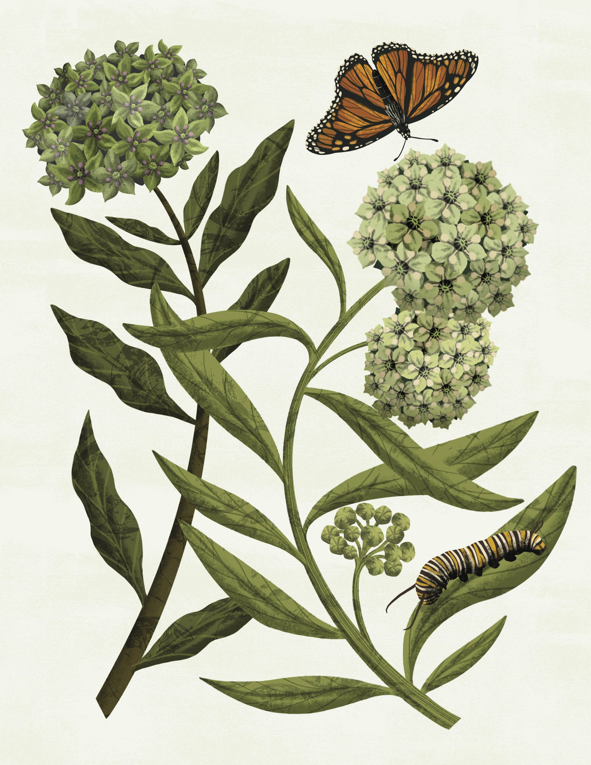 An illustration of two green milkweed plants