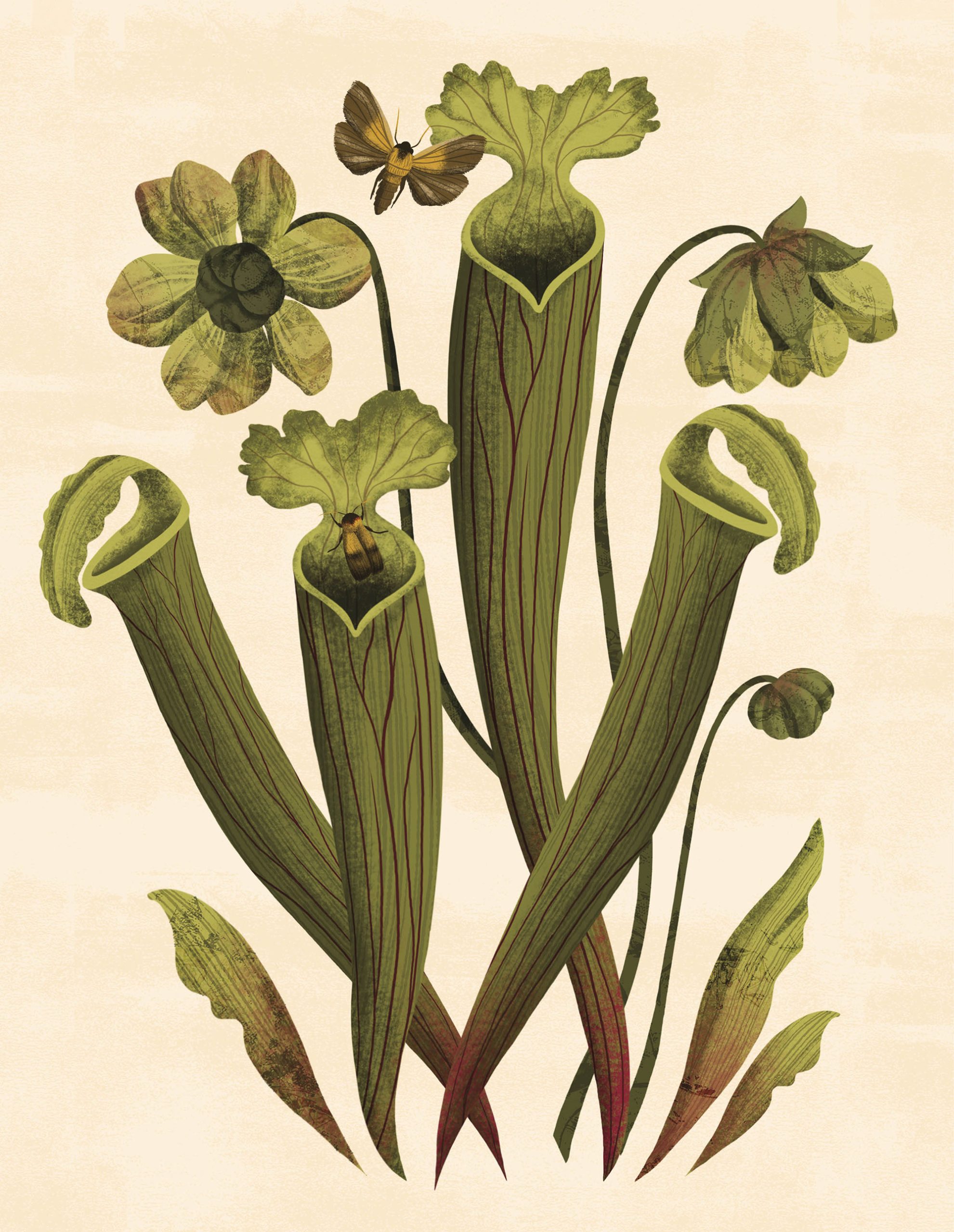 An illustration of large green tubular flowers on a tan background