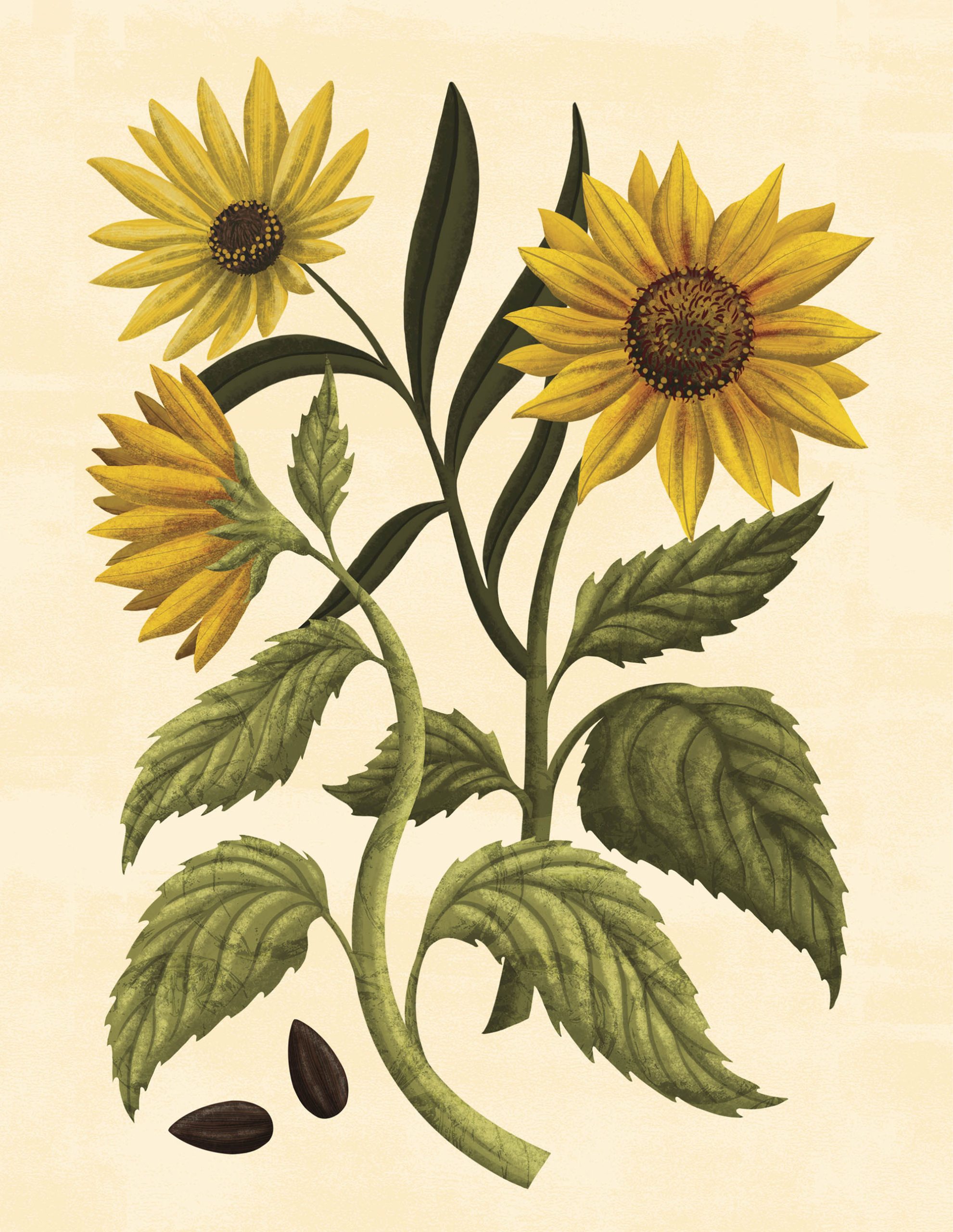An illustration of large golden sunflowers on a yellow background