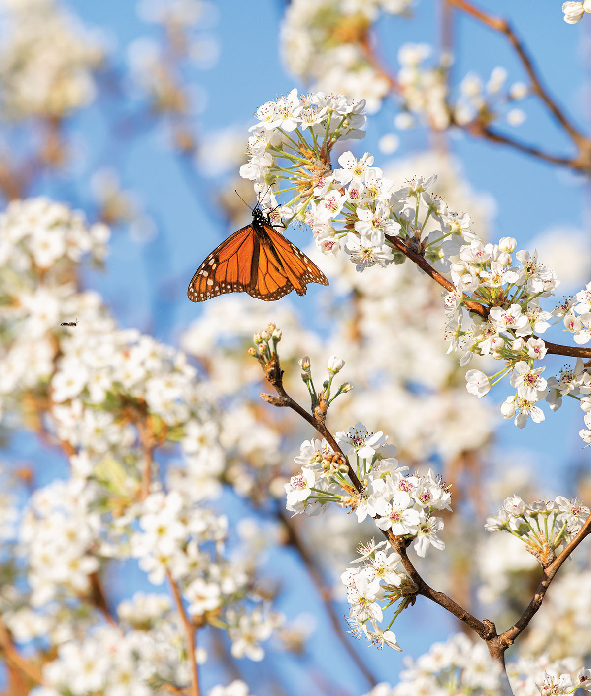 An orange Monarch butterfly lands on a bright white flower with a wooden stem