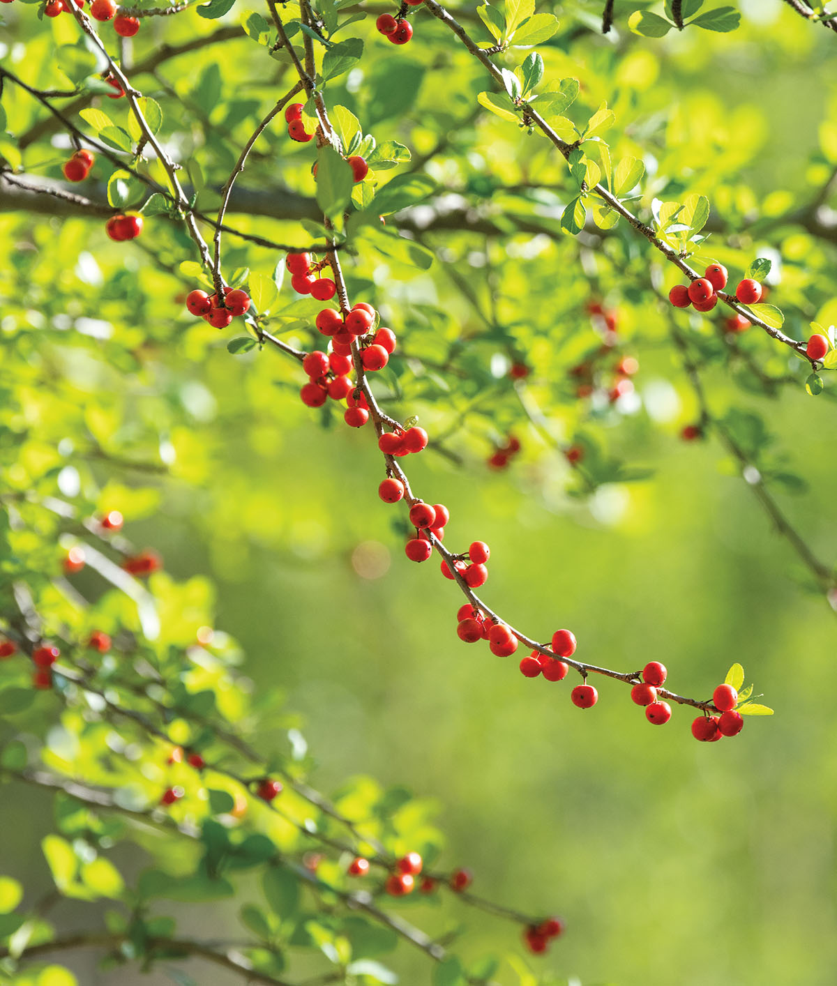 Bright red berries on a tree limb in front of a green canopy background
