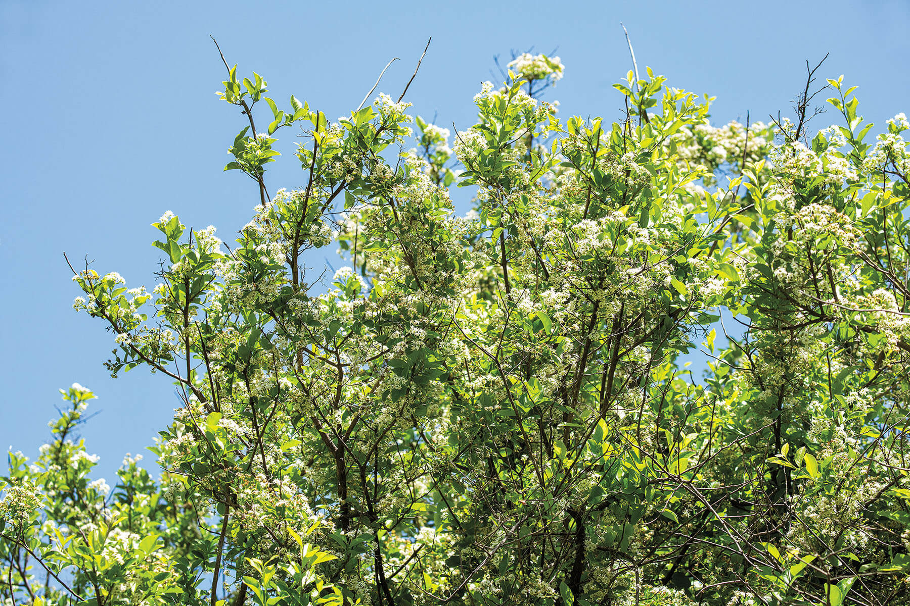 Bright yellow flowers and green branches on a tree in front of blue sky