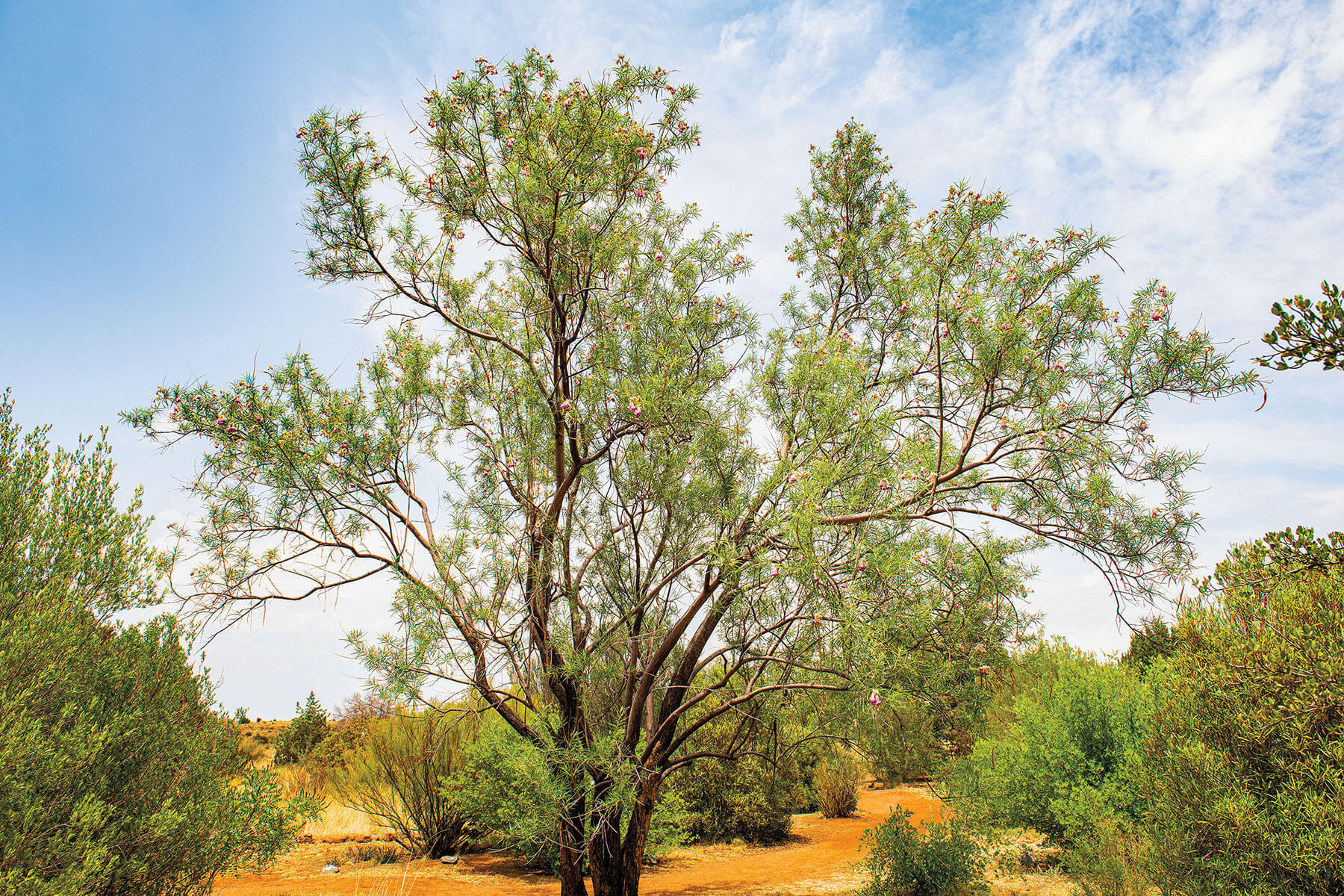 A tall tree with green leaves in front of a bright light blue sky and desert ground