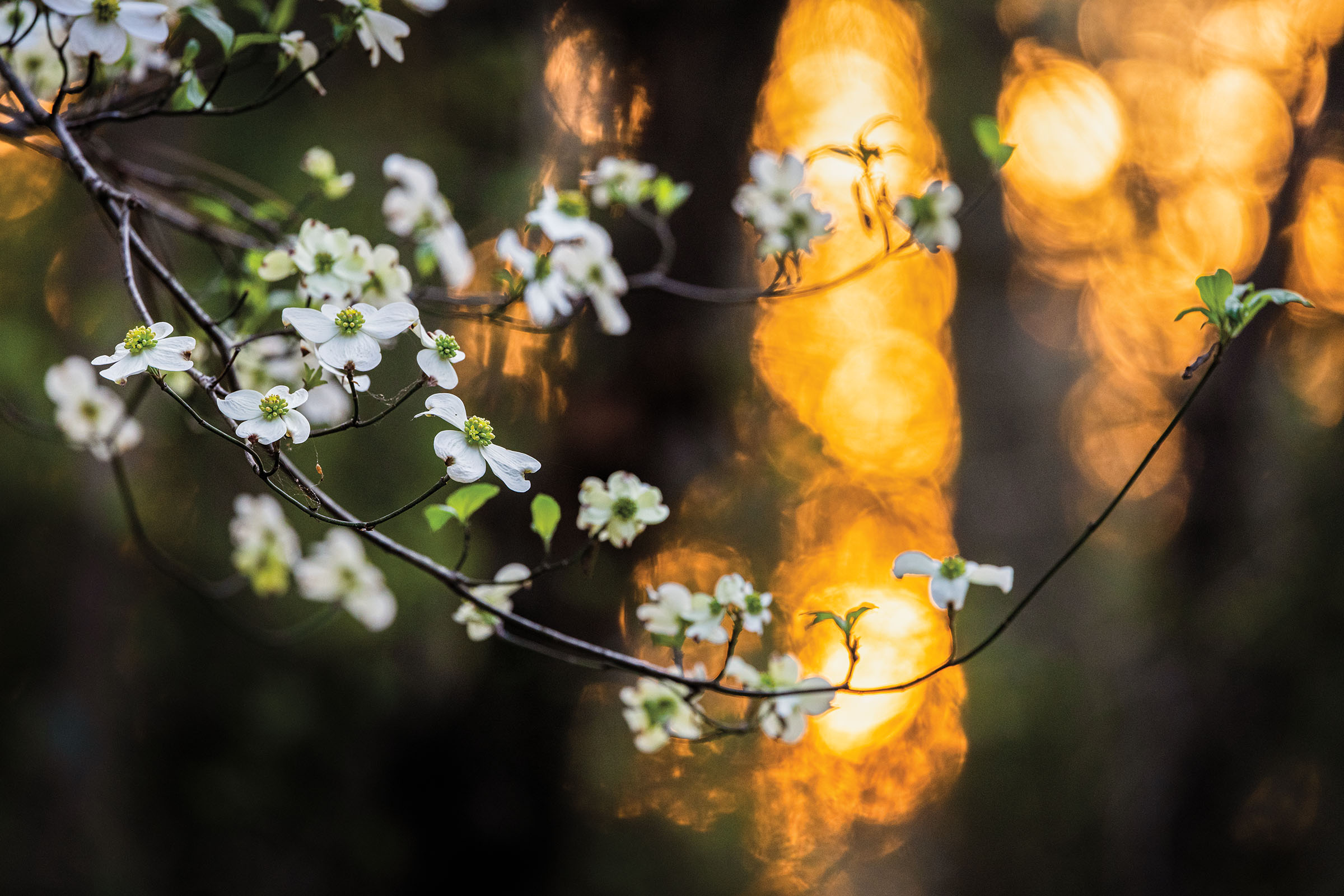 Bright white flowers on a golden background