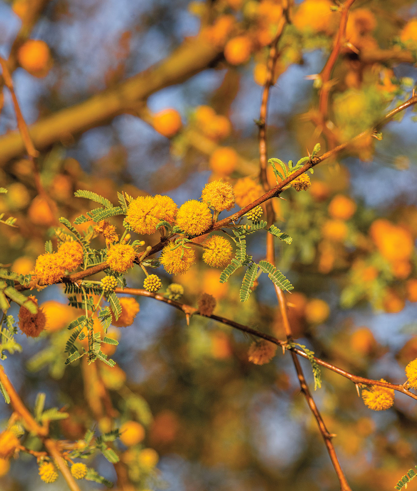 Bright orange circular flowers on a spiny wooden stem