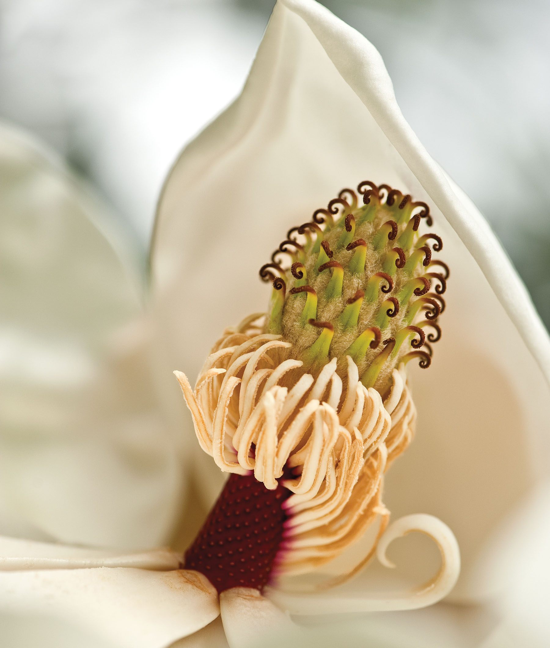 A white flower with an ornate pink stamen