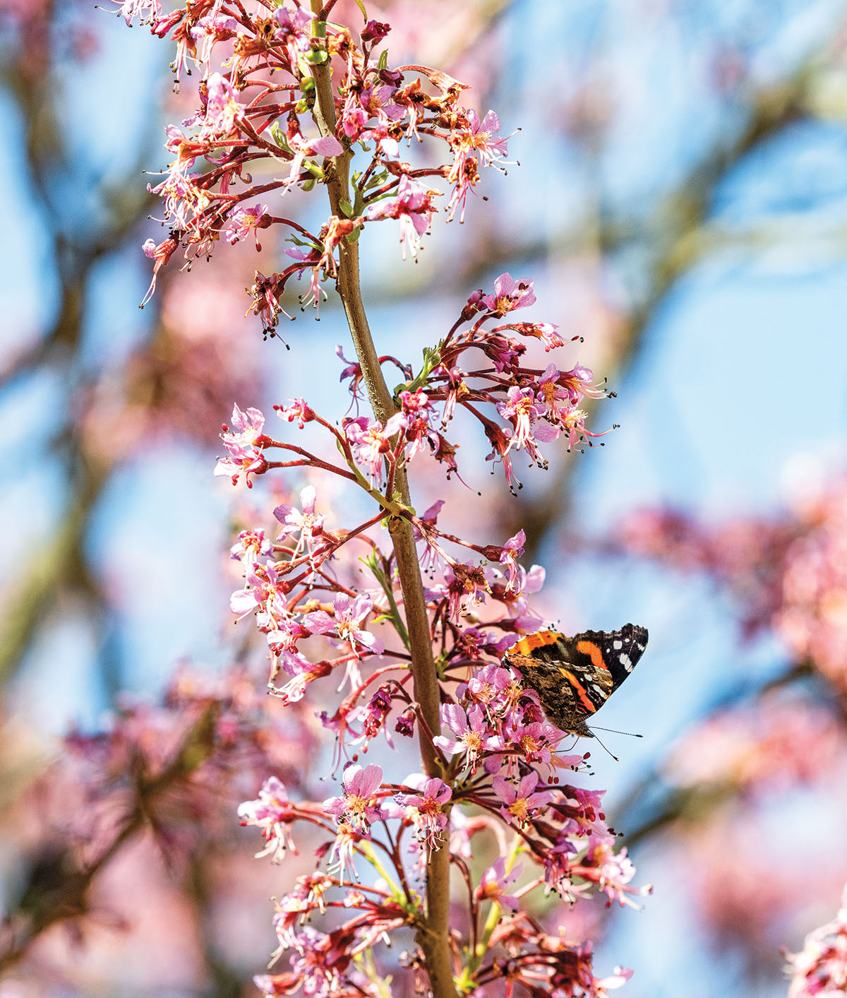 A butterfly lands on a delicate yet tall pink flower on a blue sky background