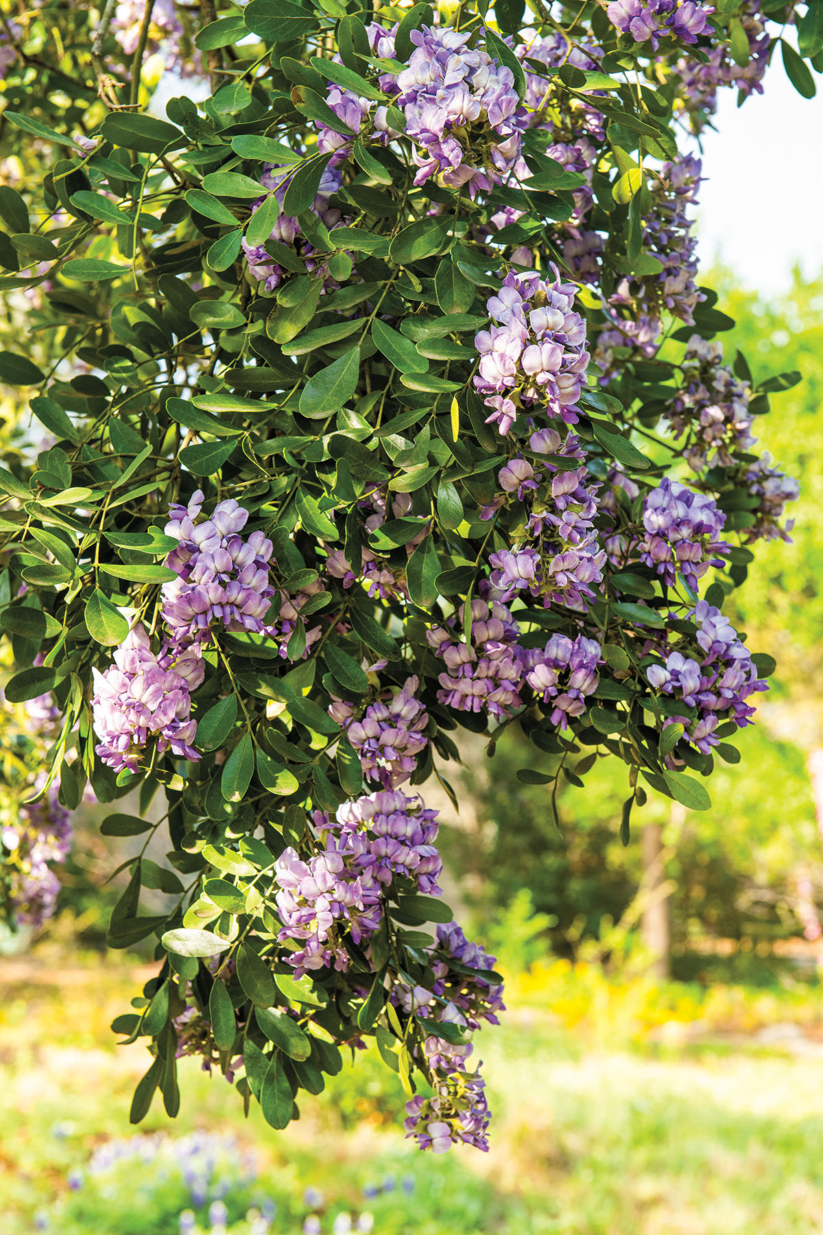 A green tree with bright purple flowers in front of a bright green background