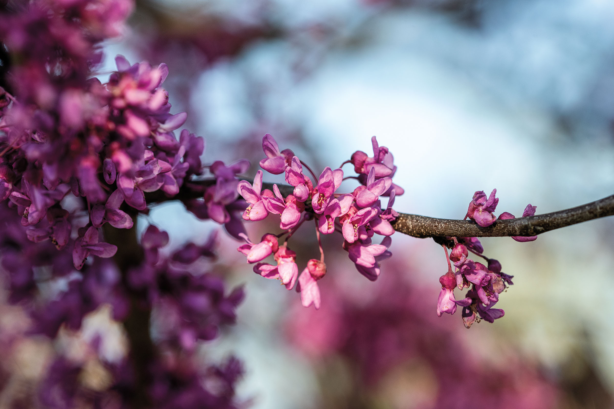 Bright purple flowers on a wooden branch in front of a soft blue background