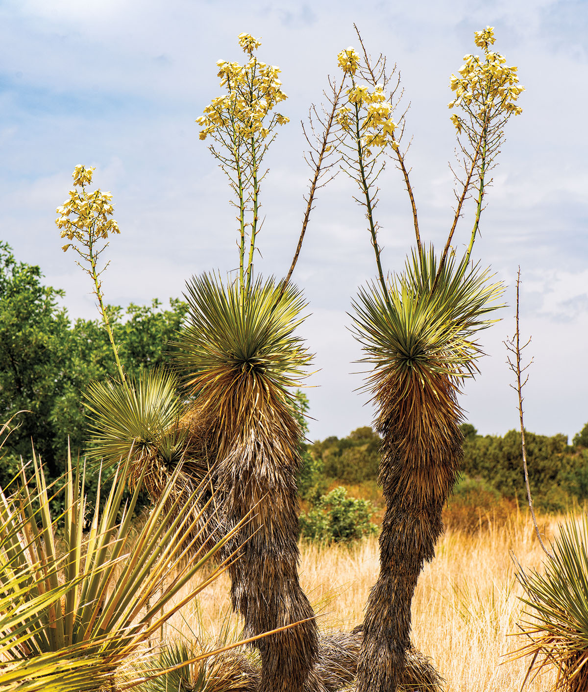 Two spindly dark cactus-looking plants with pointed tops and tall flowers in a desert scene