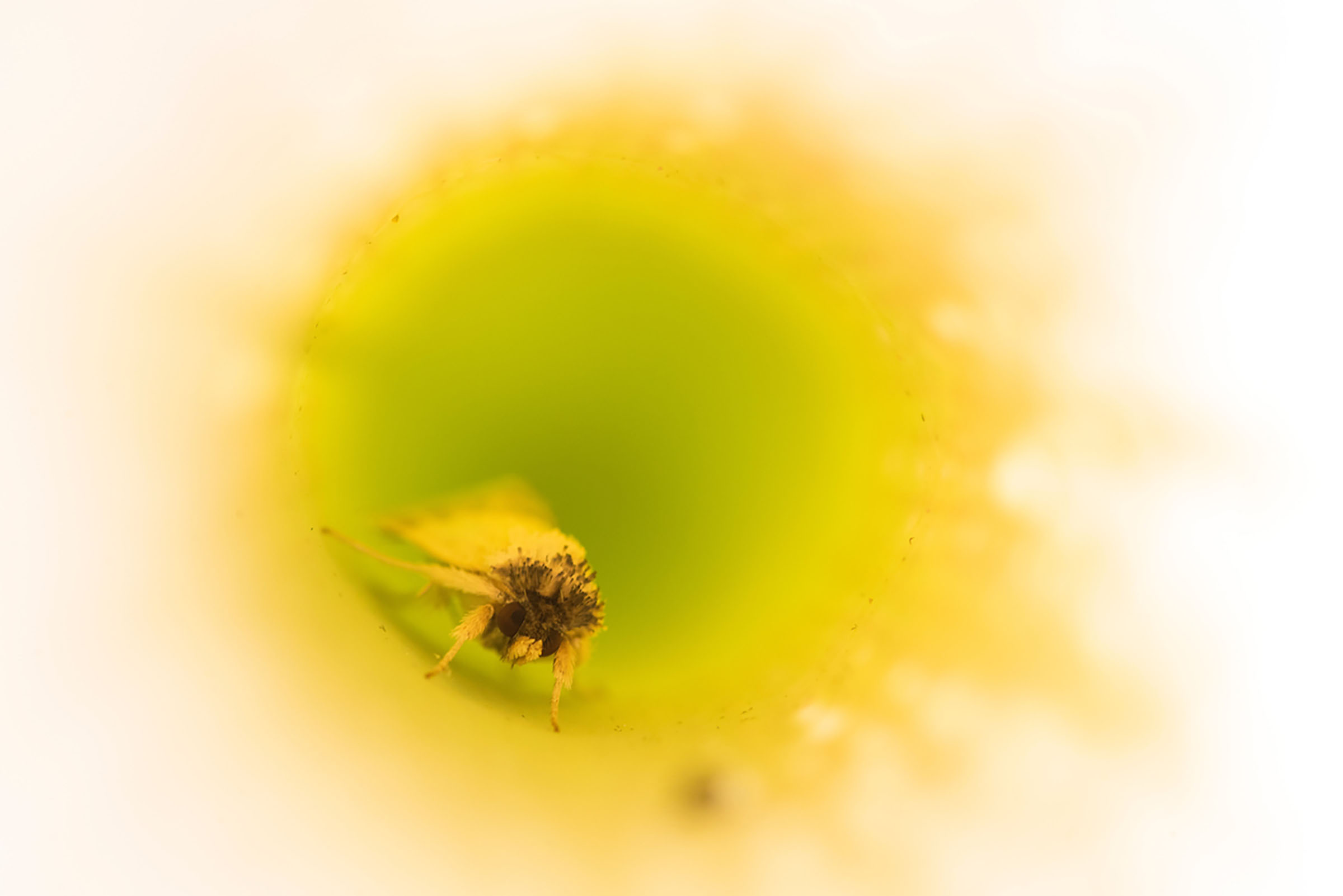 A small bug inside of a bright yellow flower