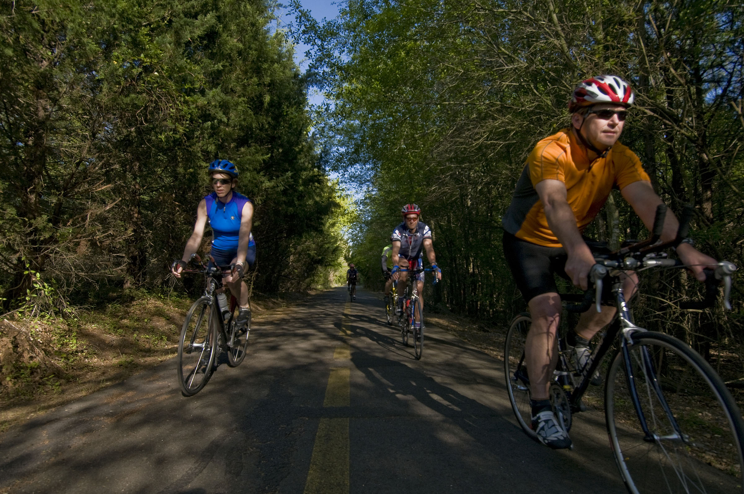 Three people on bicycles traverse a paved route under tall green trees