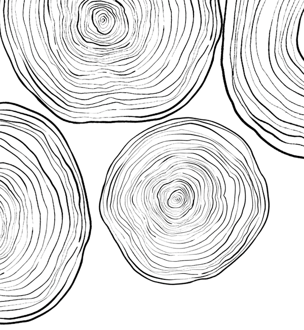 An illustration of tree rings