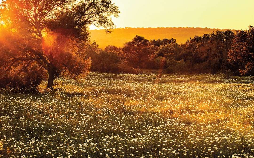 The Golden Glow of Sunset and Prickly Poppies in the Hill Country