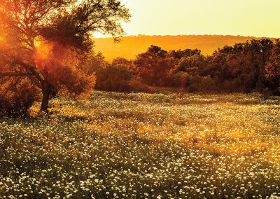 The Golden Glow of Sunset and Prickly Poppies in the Hill Country