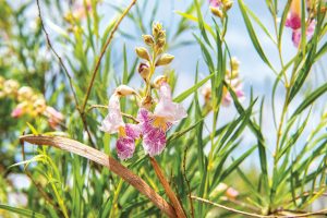Texas’ Flowering Trees Take Seasonal Blooms to New Heights