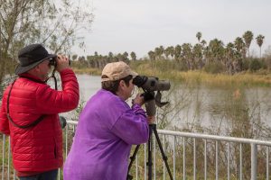 Head to South Texas for Hawk Watching at Bentsen-Rio Grande Valley State Park